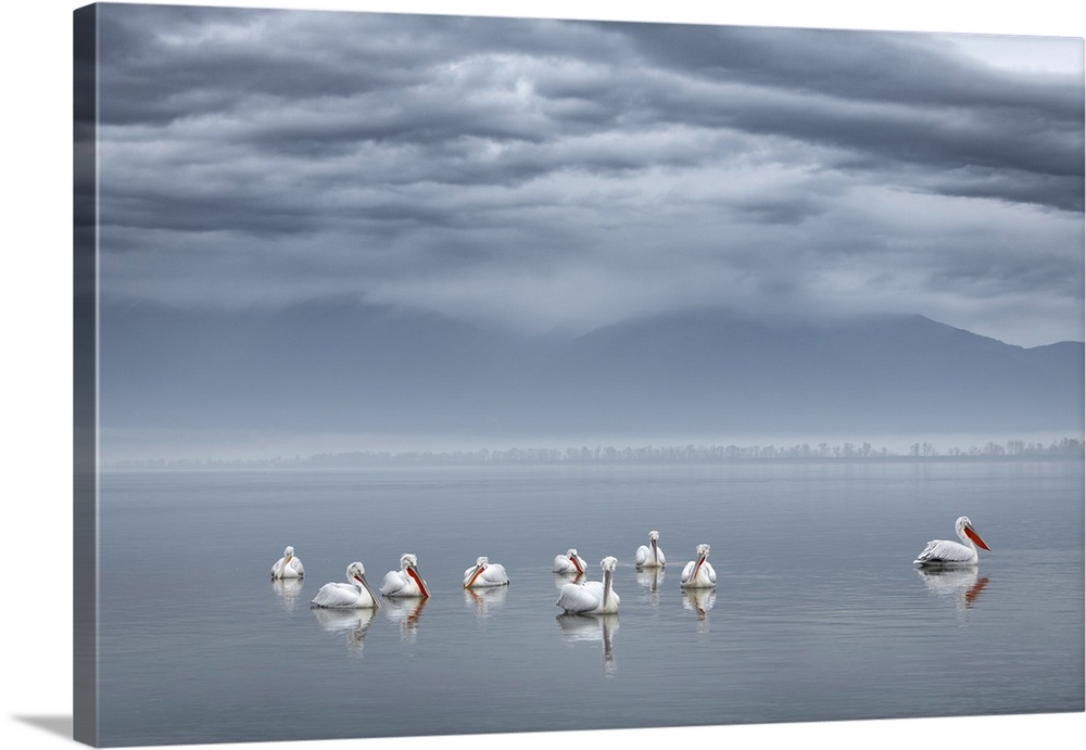 Group Of Dalmatian Pelican (Pelecanus Crispus) On Lake Kerkini, Greece