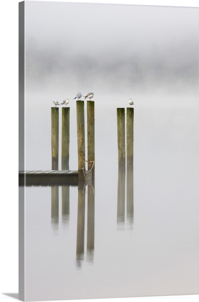 Gulls perch on wooden jetty posts on a misty morning at Derwent Water, Keswick, Lake District National Park, Cumbria, Engl...