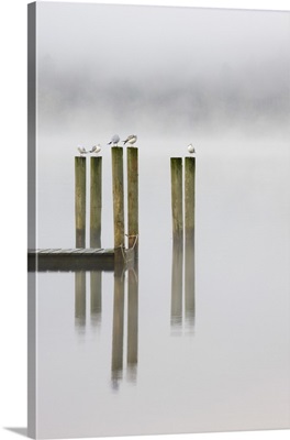 Gulls perch on wooden jetty posts on a misty morning at Derwent Water, Keswick, Cumbria