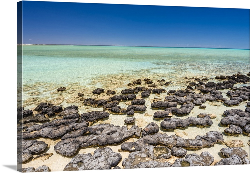 Hamelin Pool Marine Nature Reserve, Shark Bay, Gascoyne region, Western Australia, Australia. The living marine stromatoli...