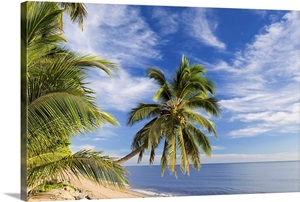 Hanging palm tree, Holloways Beach, Queensland, Australia image thumbnail