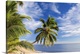 image thumbnail of Hanging palm tree, Holloways Beach, nr Cairns, Queensland, Australia