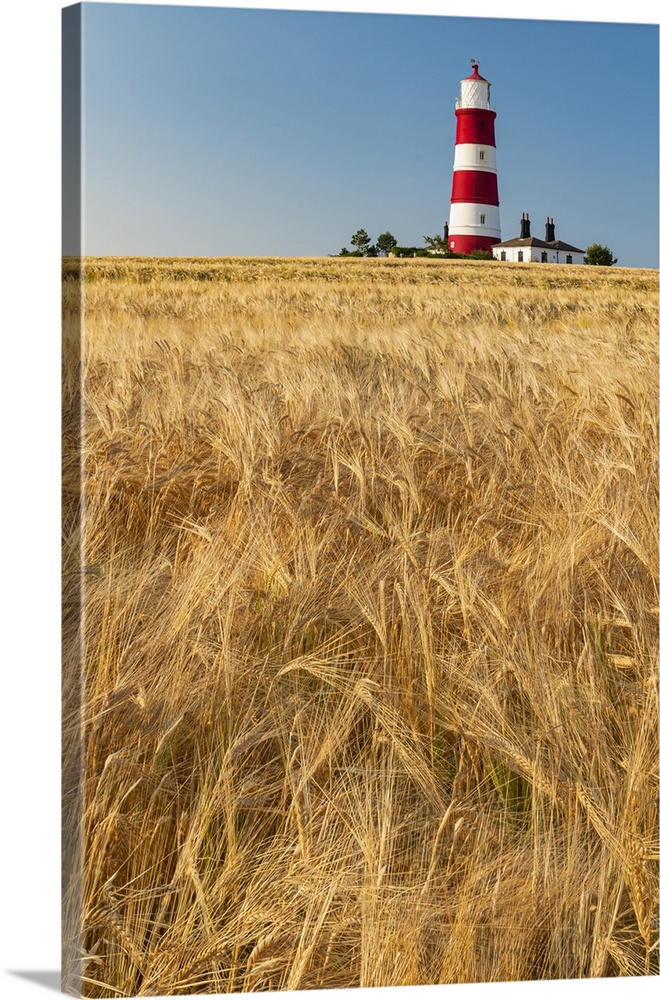 Happisburgh Lighthouse & Field of Wheat, Norfolk, England