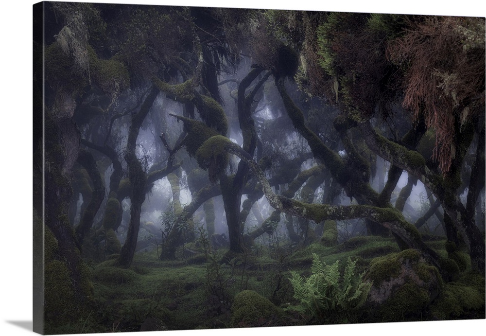 Harenna forest in Bale Mountains National Park, Ethiopia.