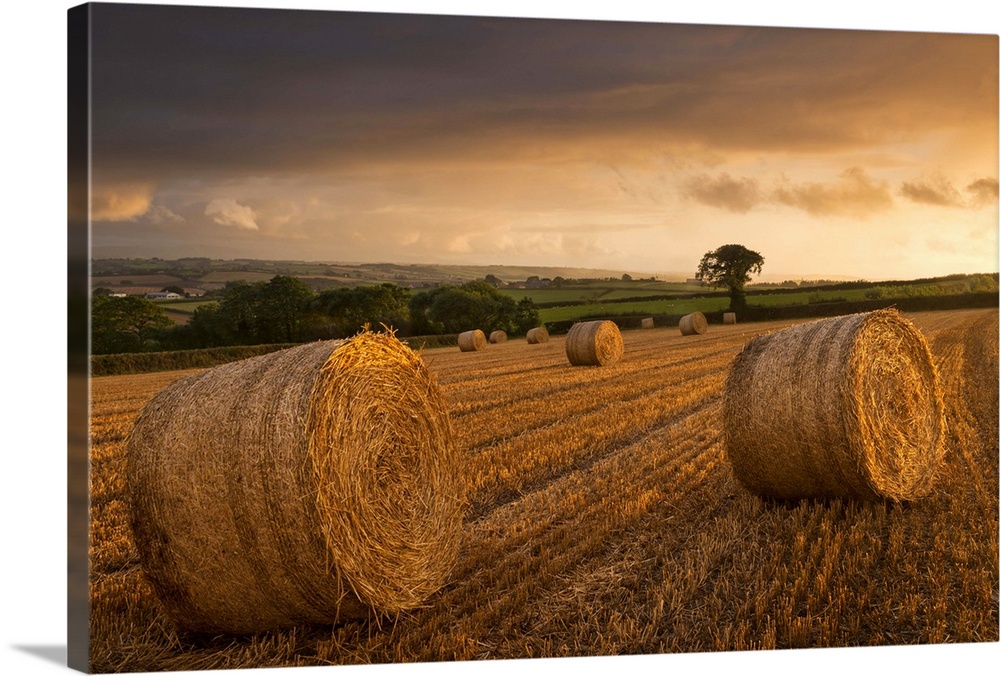 Hay Bales in a ploughed field at sunset, Eastington, Devon, England. Summer (August)