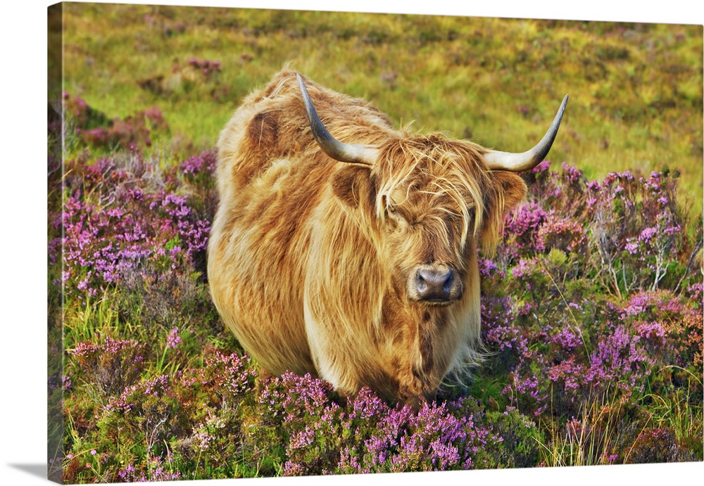 Highland cattle in heather. United Kingdom, Scotland, Inner Hebrides, Skye, Strath, Glamaig. Highlands, Hebrides. Isle of ...