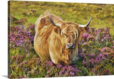 Highland Cattle In Heather, United Kingdom, Scotland, Skye, Strath, Glamaig, Hebrides