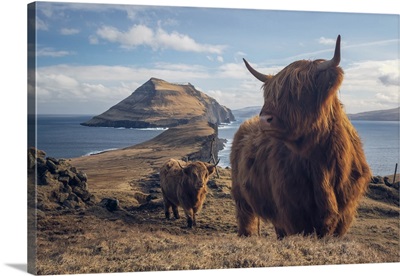 Highland Cattle In Koltur Island, Faroe Islands