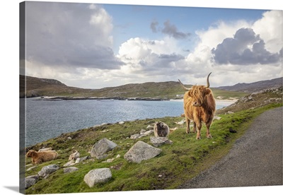 Highland Cattle, Isle Of Harris, Outer Hebrides, Scotland