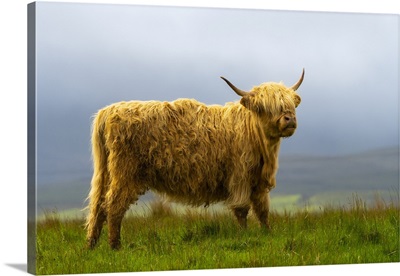 Highland Cattle On Grassland, Digg, Isle Of Skye, Scottish Highlands, Scotland, UK