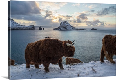 Highland Cow On The Island Of Vagar, Faroe Islands