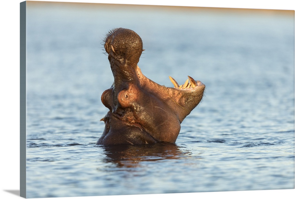 Hippopotamas (Hippopotamus amphibius), Chobe River, Botswana, Africa. Chobe National Park, Africa, Botswana.