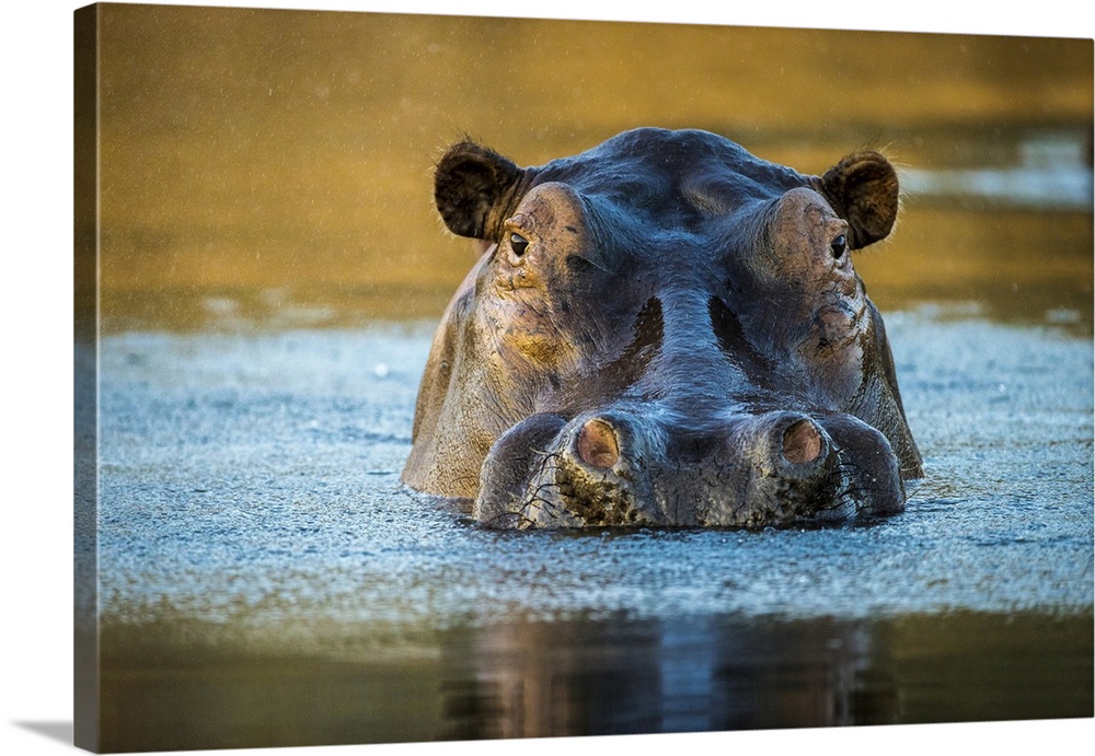 Hippopotamus in the Chongwe River, Lower Zambezi National Park, Zambia.