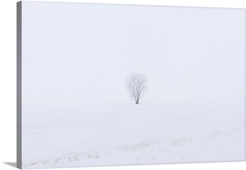 Hoarfrost covered Plains cottonwood Dugald, Manitoba, Canada