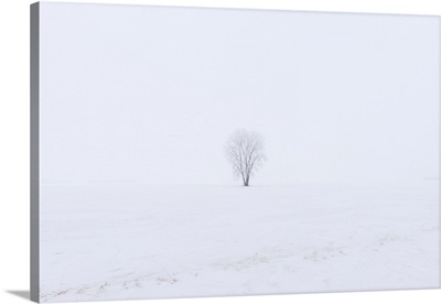 Hoarfrost Covered Plains Cottonwood Dugald, Manitoba, Canada