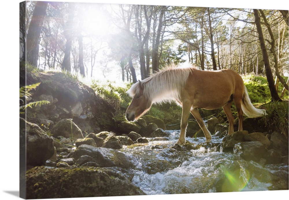A Faroese horse crossing a river in a wood in the village of Trongisvagur. Island of Suduroy. Faroe Islands.