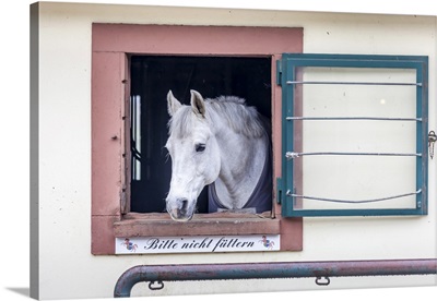 Horse In The Stables Of The Linslerhof, Aberherrn, Saarland, Germany