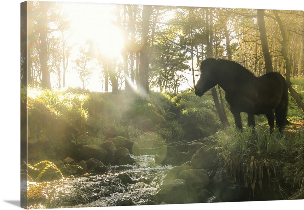 A Faroese horse standing in front of a river in a wood in the village of Trongisvagur. Island of Suduroy. Faroe Islands.