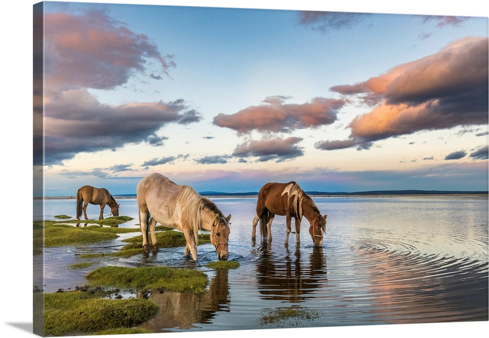 Horses Grazing And Drinking Water From Hovsgol Lake At Sunset. Hovsgol Province, Mongolia
