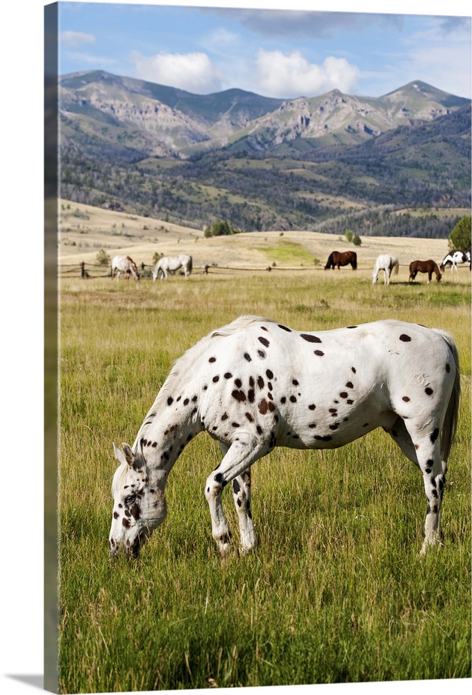 Horses grazing at Bitterroot Ranch, Dubois, Wyoming, USA.