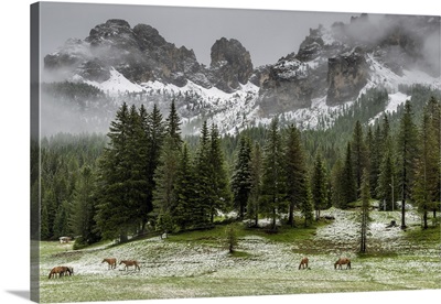 Horses grazing in a meadow blanketed in summer snow, Dolomites, South Tyrol, Italy