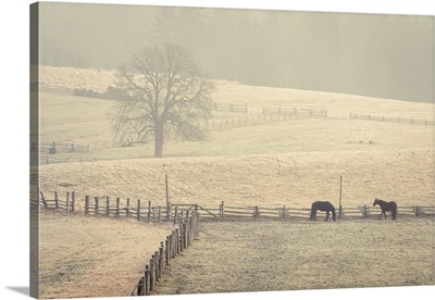 Horses Grazing On A Pasture On Foggy Morning, Czech Republic