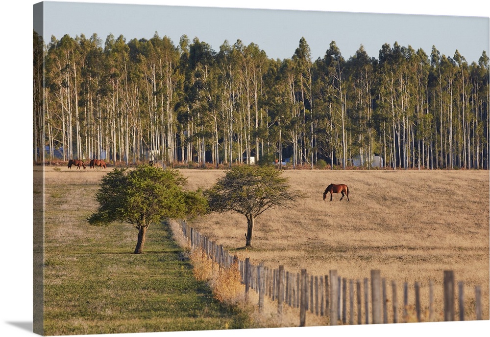Horses in a field of the Estancia La Violeta Polo Club, Chajari, Entre Rios, Argentina.