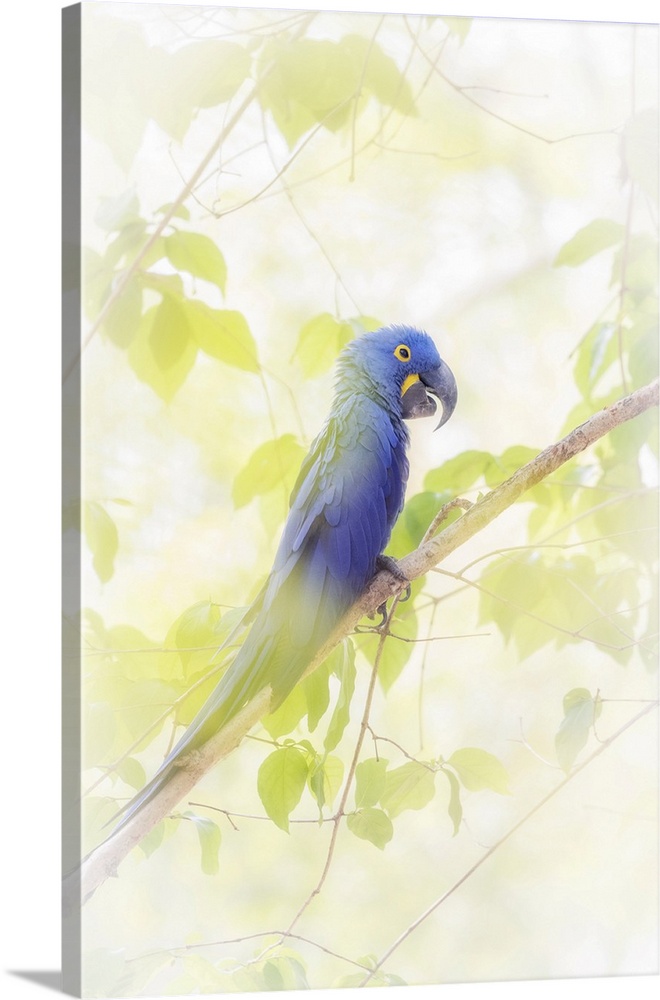 Hyacinth macaw (Anodorhynchus hyacinthinus), or hyacinthine macaw, Pantanal, Mato Grosso, Brazil.