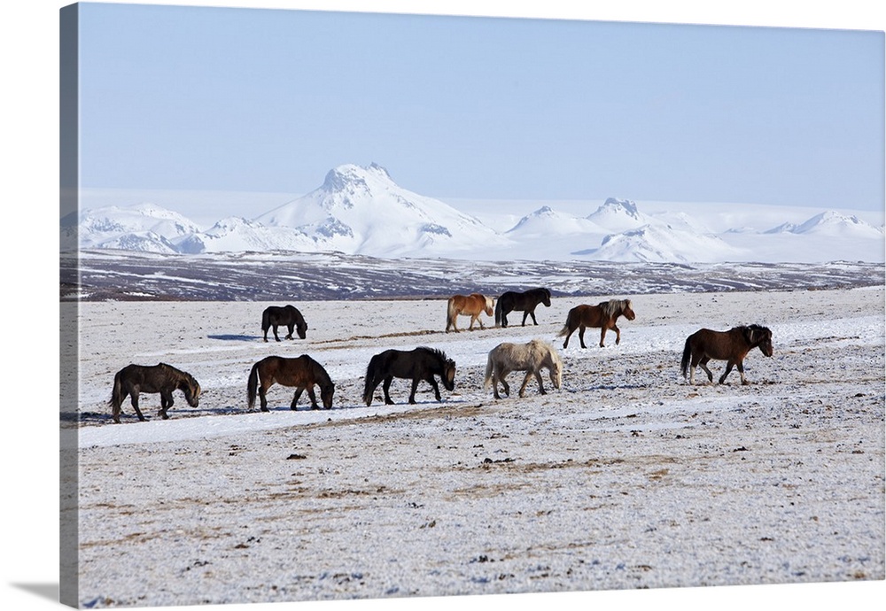 Iceland, Geysir. Icelandic horses grazing in fields near Geysir.