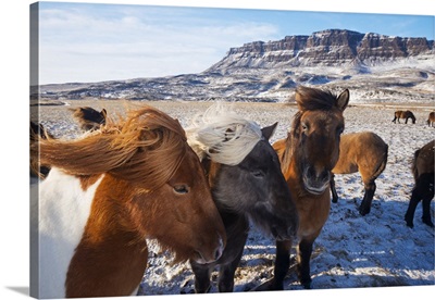 Iceland, Northern Iceland, Icelandic horses