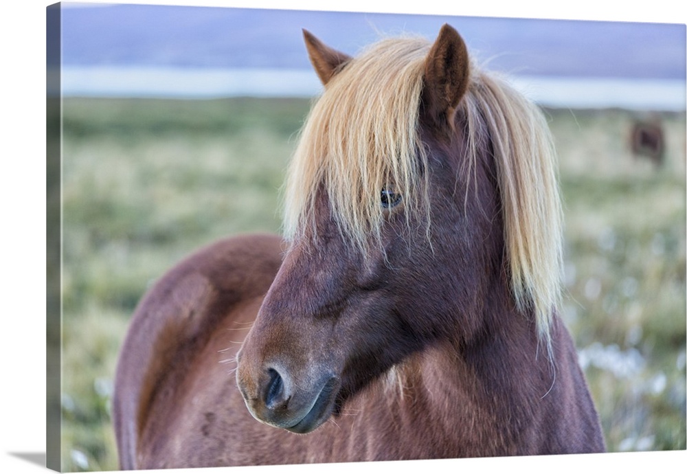 Europe, Iceland, Region Vesturland. Wild horse.