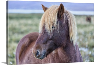 Iceland, Region Vesturland. Wild horse