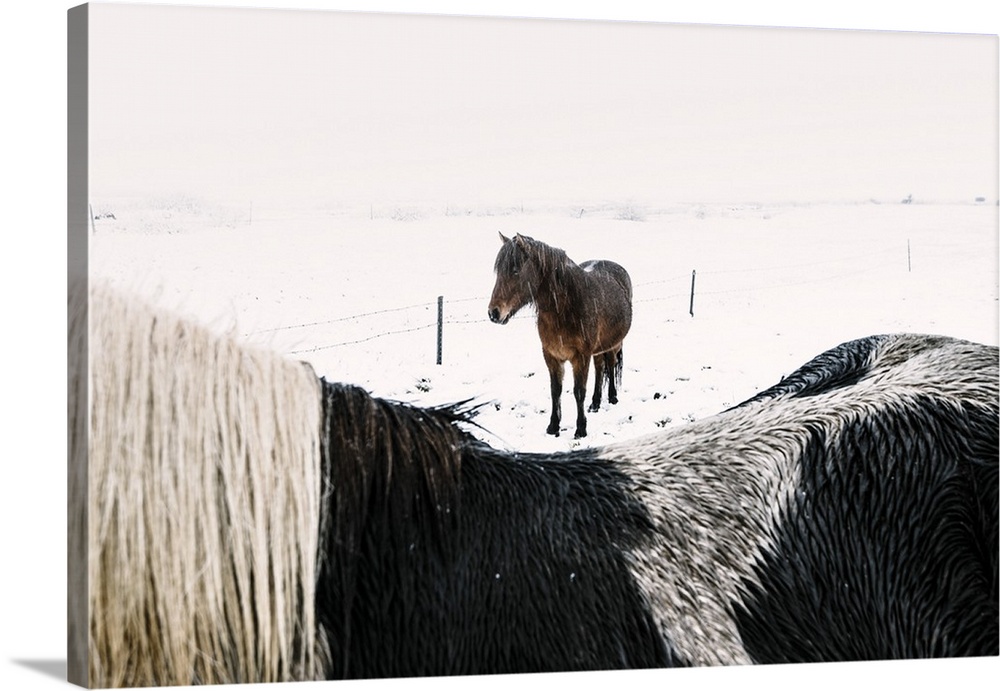 Southern Iceland, Iceland, Northern Europe. Icelandic horses under the falling snow in winter.