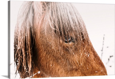 Icelandic horses under the falling snow in winter