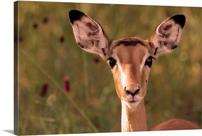 Impala portrait, Ruaha National Park, Tanzania