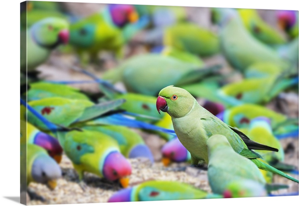 India, Rajasthan, Ranthambhore. A female Rose-ringed Parakeet feeds among a flock of rose-ringed and Plum-headed Parakeets.