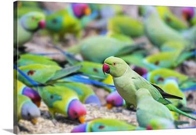 India, A Rose-ringed Parakeet feeds among rose-ringed and Plum-headed Parakeets