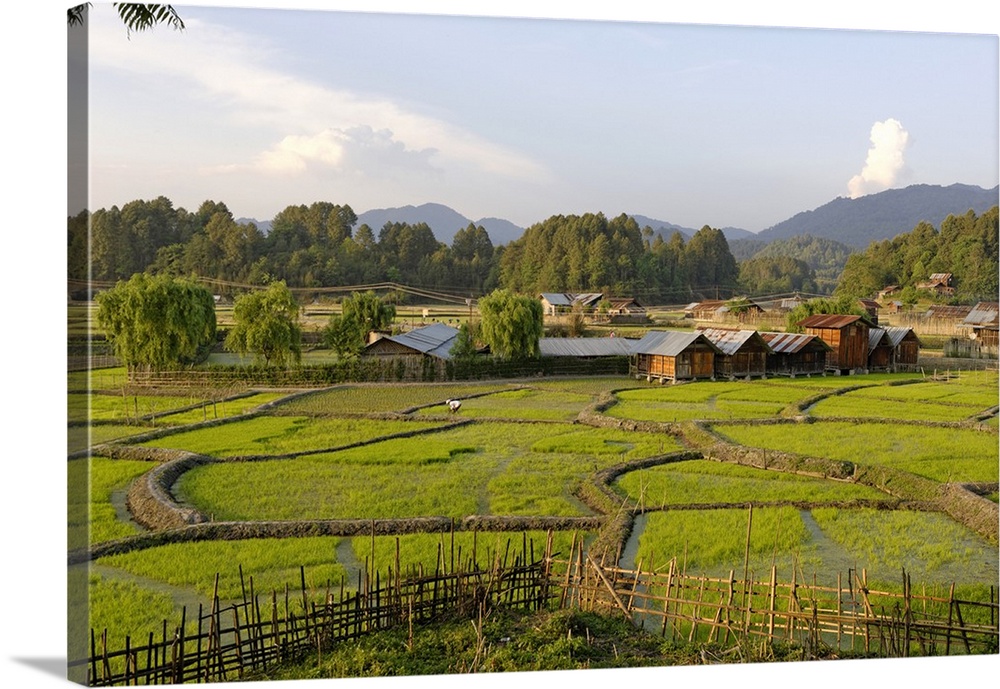 India, Arunachal Pradesh, Ziro Valley, near New Ziro. At Hong a villager belonging to the Apatani tribe tends rice paddies.