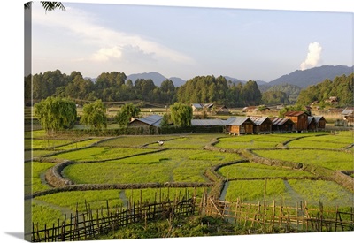 India, at Hong a villager belonging to the Apatani tribe tends rice paddies