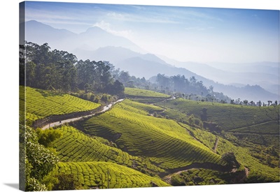 India, Kerala, Munnar, Road Winding Through Munnar Tea Estates