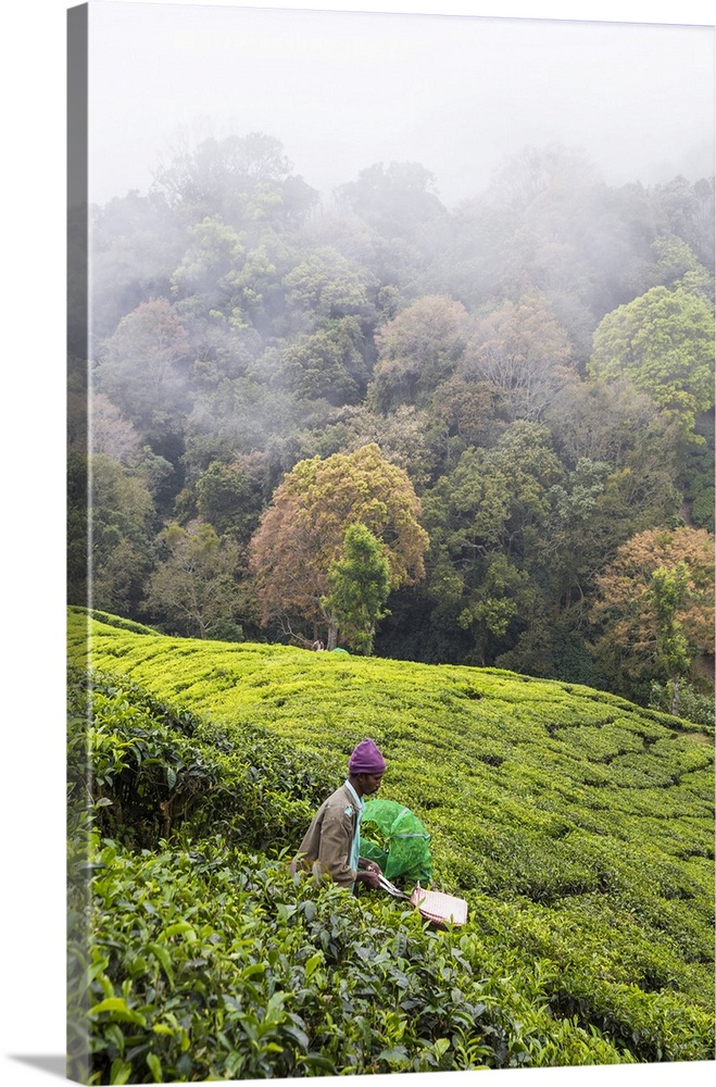 India, Kerala, Munnar, Tea pickers