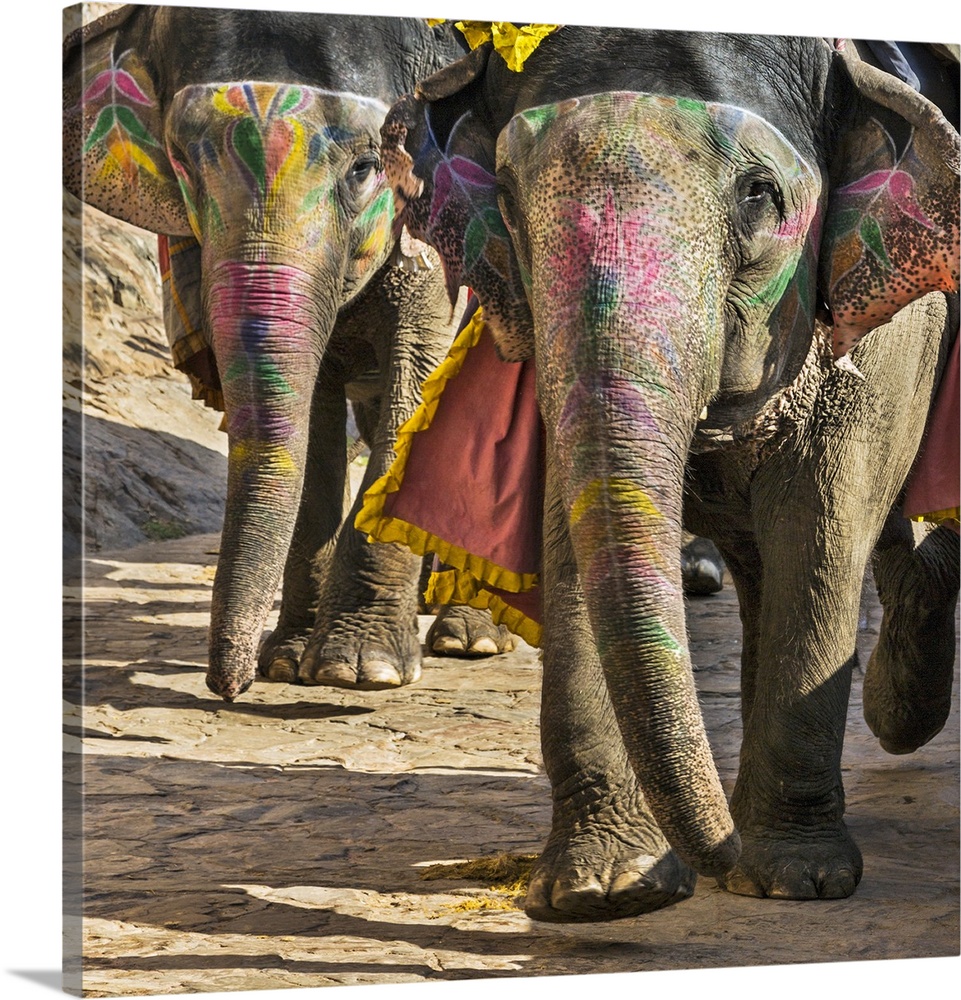 India, Rajasthan, Jaipur, Amer. Decorated elephants stride down the narrow paved road from the magnificent 16th century Am...