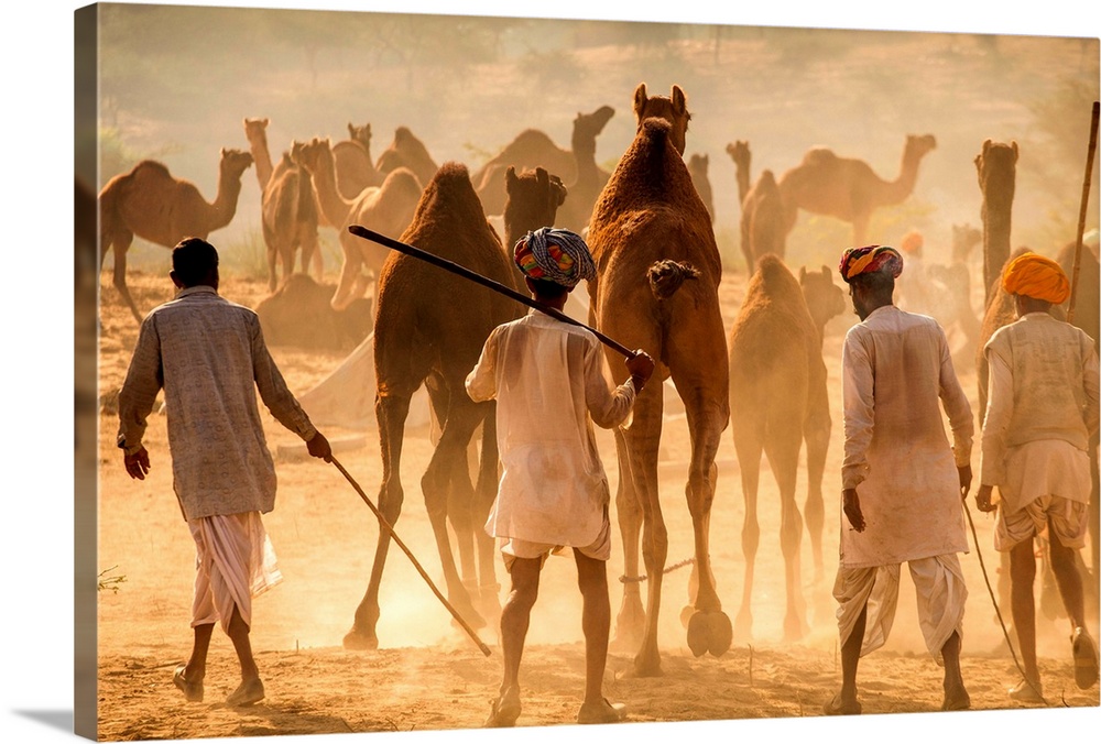 India, Rajasthan., Pushkar, Camel herders arriving at Pushkar Camel Fair