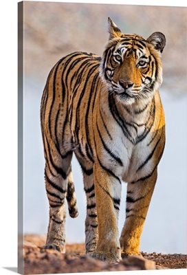 India, Rajasthan, Ranthambhore, A female Bengal tiger