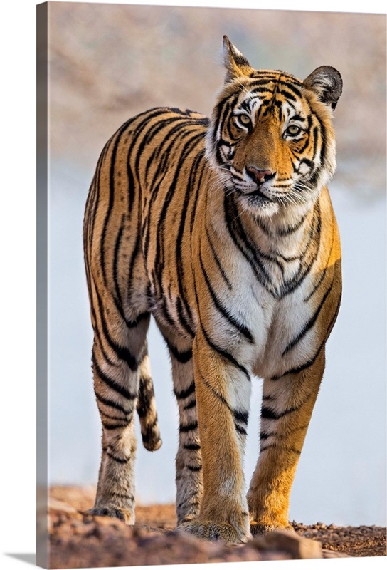 Male Indian Tiger in Ranthambore India Framed Canvas Leather -  Israel