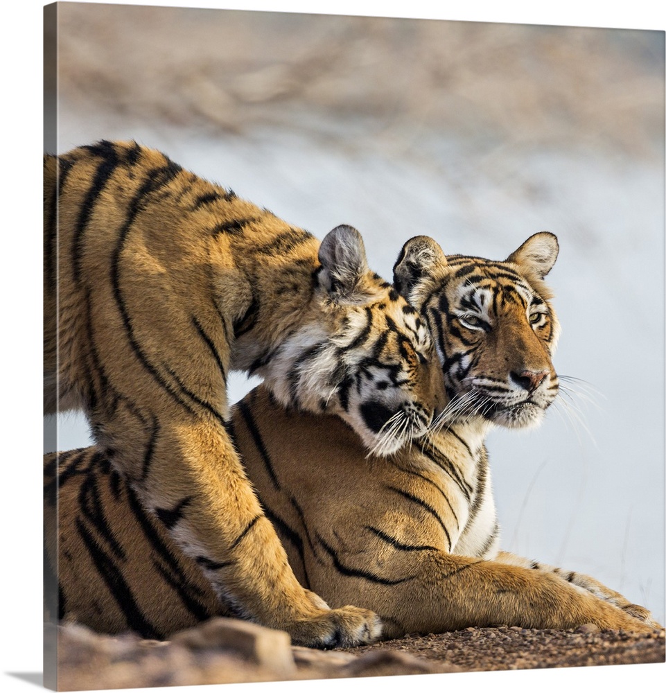 India, Rajasthan, Ranthambhore. A female Bengal tiger is greeted by one of her one-year-old cubs.