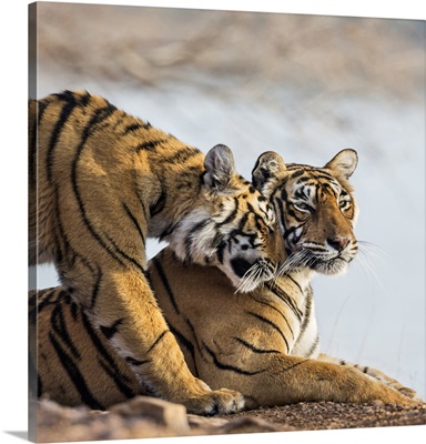 India, Rajasthan, Ranthambhore, A female Bengal tiger is greeted by one of her cubs