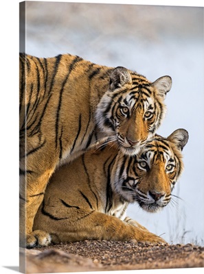 India Rajasthan, Ranthambhore, A female Bengal tiger with one of her one-year-old cubs
