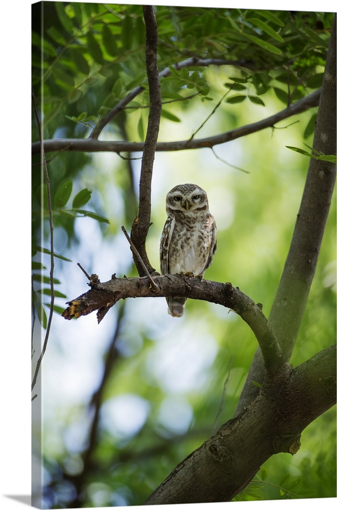 India, Rajasthan, Ranthambore. A spotted owlet.