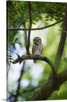 India, Rajasthan, Ranthambore, A spotted owlet